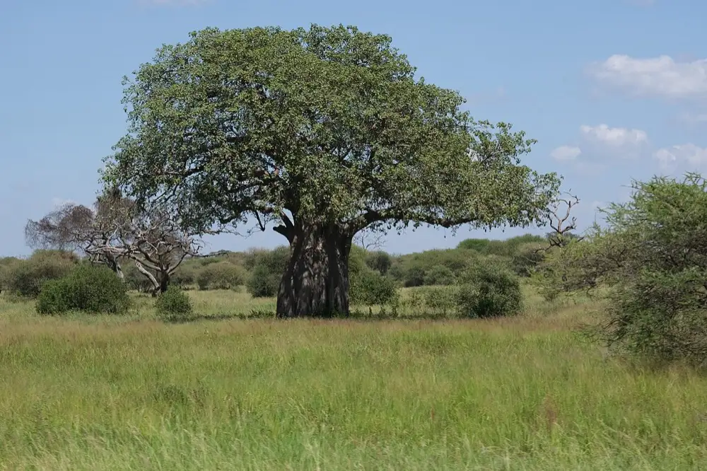 Baobab tree in Tarangire