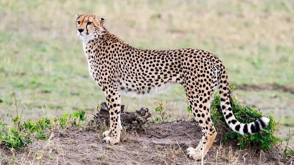 Safari in the Serengeti