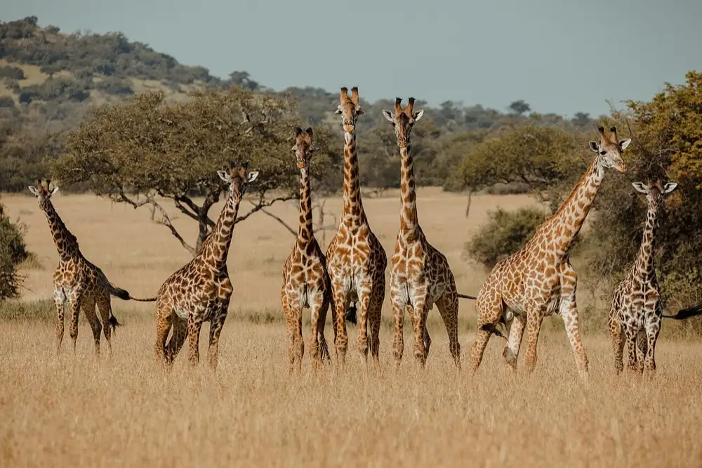 Giraffe in the Serengeti