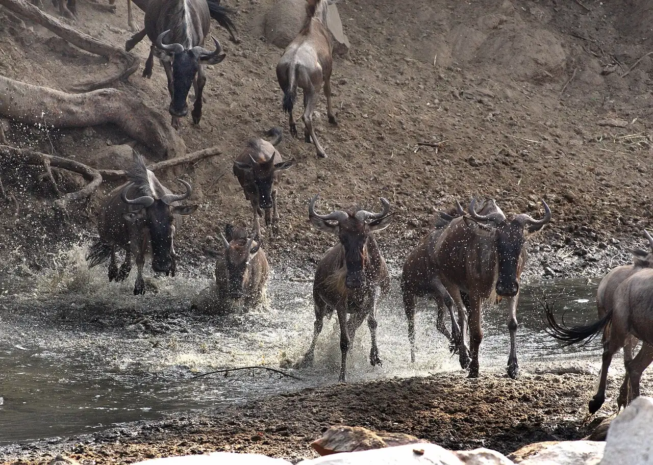 Wildebeest migration on the Serengeti